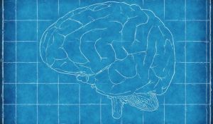 El cerebro humano empieza a “pensar” y viene prefigurado antes de nacer