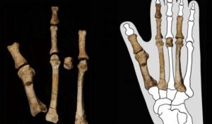 Así era la especie que 'convivió' con Lucy hace 3,4 millones de años