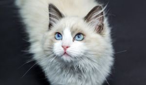 Los gatos domésticos llegaron a Europa miles de años más tarde de lo que se creía