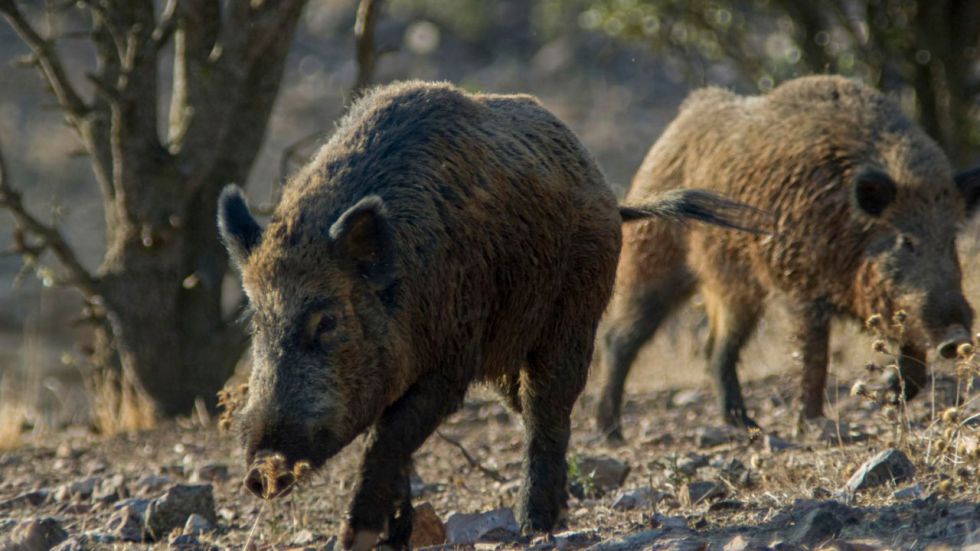 Hallados muertos cuatro jabalíes más en Collserola, donde se prohíben actividades al aire libre