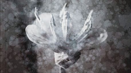 Escuchar a la naturaleza para comprender la esencia humana: La inquietud de las flores