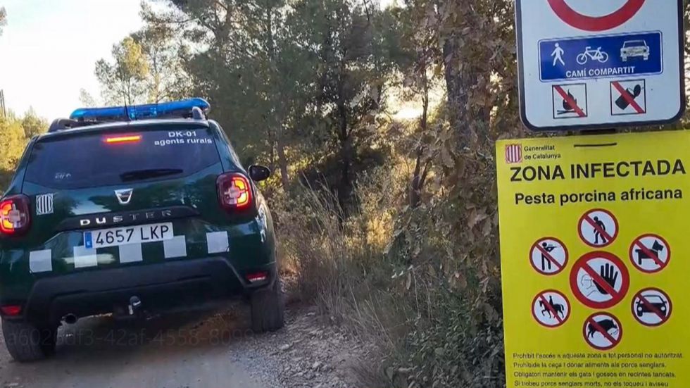 La Generalidad pide ayuda a la UME tras encontrar más jabalíes muertos en Collserola