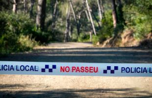 La 'teoría del bocata': ¿cómo ha llegado la peste porcina africana a España?