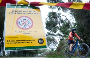 Illa confirma: 'Se sacrificarán unos 80.000 cerdos para consumo humano'