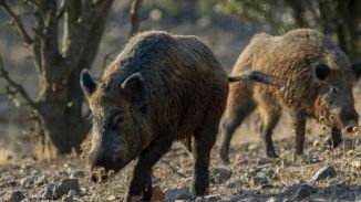 La Generalidad quiere reducir a la mitad su población de 125.000 jabalíes
