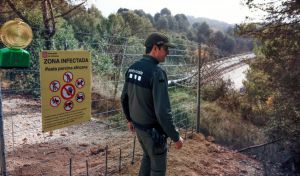 Detectados tres nuevos jabalíes con peste porcina africana en Cerdanyola 
 