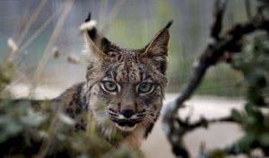 Logran por primera vez embriones de lince ibérico con fecundación 'in vitro'