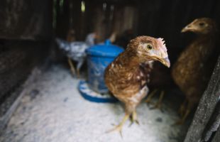 Detectado un brote de gripe aviar en una granja de la provincia de Lérida