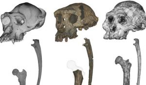 Nuevas pruebas confirman que uno de los homínidos más antiguos caminaba erguido