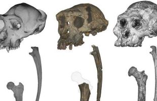 Nuevas pruebas confirman que uno de los homínidos más antiguos caminaba erguido