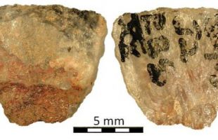 El veneno más antiguo del mundo: cazadores de hace 60.000 años ya dominaban la química de las plantas