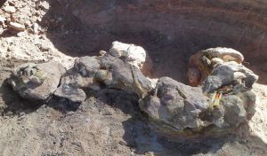 Descubren una nueva especie de dinosaurio gigante en la Patagonia
