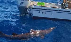 Observan por primera vez un ejemplar del curioso tiburón duende en aguas canarias