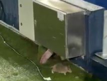 Las imágenes de la vergüenza del Camp Nou: inundaciones cuando llueve y... ¡ratas!