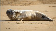 Aparece una foca gris joven descansando por el temporal en la playa de la Concha