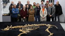 Hallado en Navarra un esqueleto casi completo de bisonte de hace 4.000 años