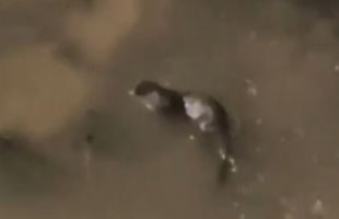 Aparece una nutria en el río Manzanares tras la crecida por fuertes lluvias