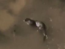 Aparece una nutria en el río Manzanares tras la crecida por fuertes lluvias