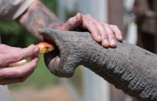 El asombroso sentido del tacto de los elefantes
