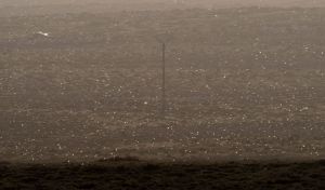 Llegan a Lanzarote cientos de langostas africanas, la plaga más destructiva del mundo