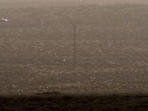 Llegan a Lanzarote cientos de langostas africanas, la plaga más destructiva del mundo