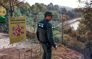 Se elevan a 195 los casos de peste porcina africana dentro de la zona cero
 