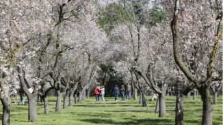 Empieza la floración de los almendros en la Quinta de los Molinos
