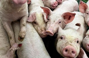 Detectado un caso humano de gripe porcina A en Cataluña