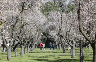 Empieza la floración de los almendros en la Quinta de los Molinos