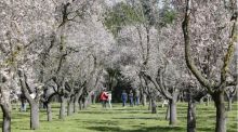 Empieza la floración de los almendros en la Quinta de los Molinos