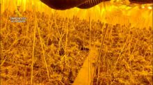 Seis detenidos y 10.000 plantas de marihuana intervenidas en Segovia, Toledo y Madrid