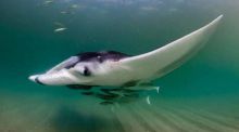 Las mantarrayas crean ecosistemas móviles