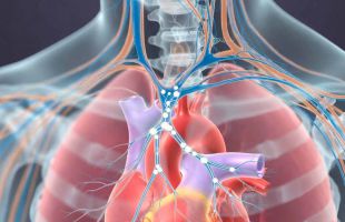 El nervio vago mantiene el corazón joven