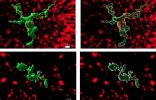 Científicos del CNIO vinculan la fertilidad con células inmunitarias en el cerebro