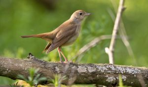 Los humanos y los animales comparten preferencias por ciertos sonidos