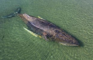 Una ballena jorobada varada en la costa alemana del Báltico consigue liberarse