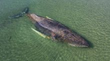 Una ballena jorobada varada en la costa alemana del Báltico consigue liberarse