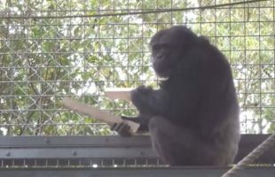 El chimpancé que 'toca la batería', objeto de un estudio de la Universidad de Kyoto