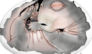 Descubren el primer huevo de un ancestro de los mamíferos, de hace 250 millones de años