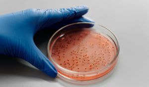 Científicos crean tejidos vivos capaces de cambiar de forma bajo programación
 