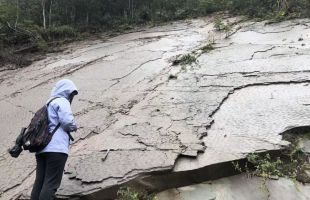 Una nueva fotosíntesis, el mecanismo que salvó a las plantas de la mayor extinción masiva