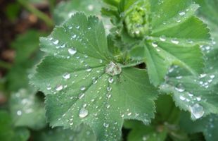 Las plantas pueden percibir el sonido de la lluvia para germinar más rápido
 