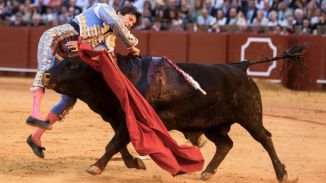 Dos orejas a cambio de una tremenda cornada para Roca Rey en Sevilla