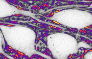 El espacio entre neuronas juega un papel activo en la comunicación cerebral