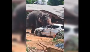 La impactante fuerza de un elefante 'turístico' que se descontroló y causó un muerto