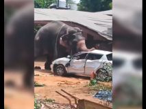 La impactante fuerza de un elefante 'turístico' que se descontroló y causó un muerto