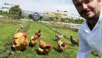 David Beckham cumple 51 años y recibe con alegría su regalo preferido: gallinas