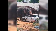 La impactante fuerza de un elefante 'turístico' que se descontroló y causó un muerto