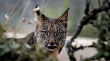 Nacen los primeros cachorros de los linces reintroducidos en el Cerrato Palentino