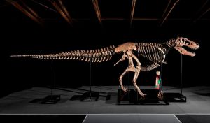 A subasta uno de los T.rex más grandes del mundo por hasta 30 millones de dólares
 